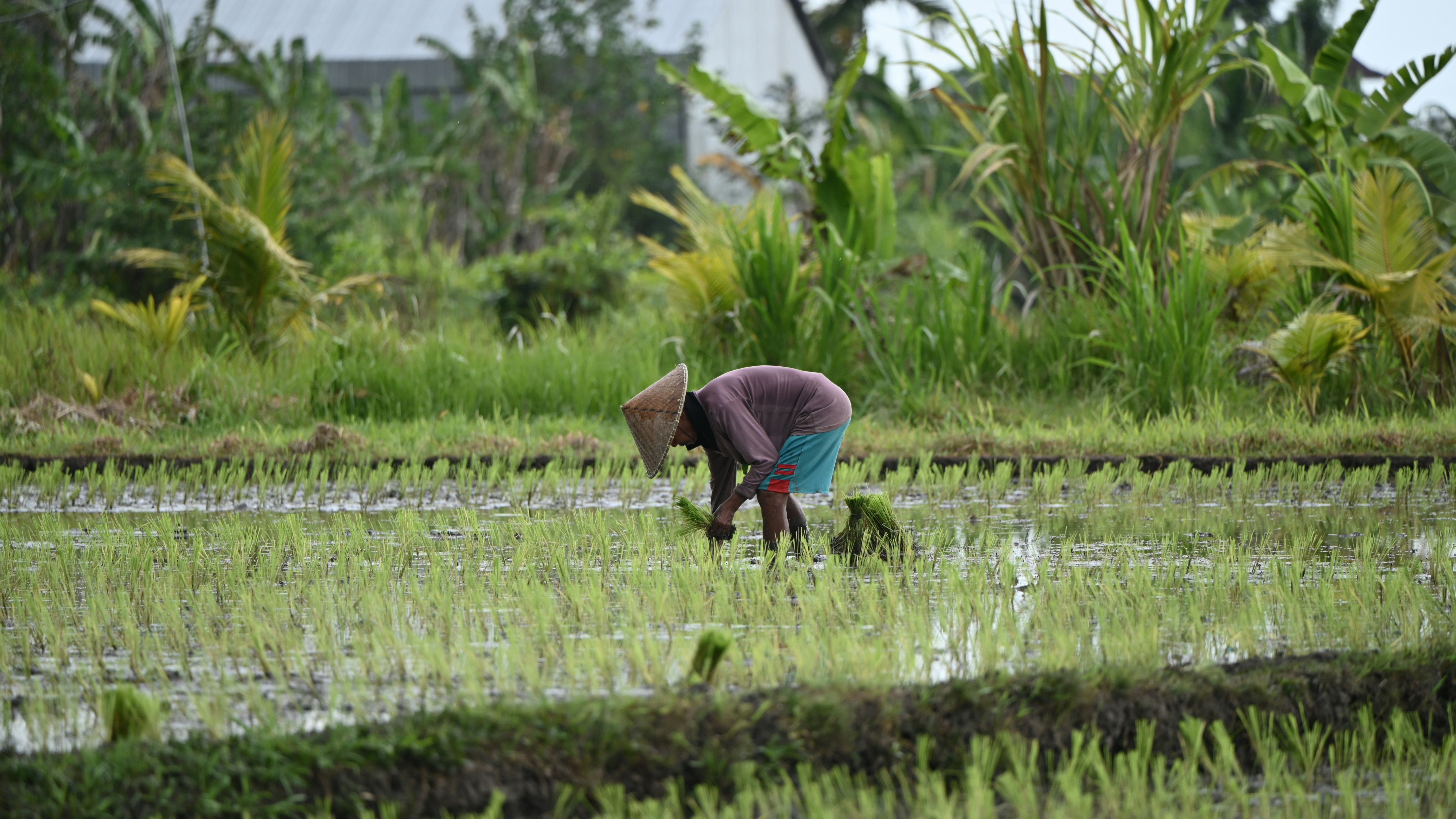 Pemandangan Desa Sumberoto