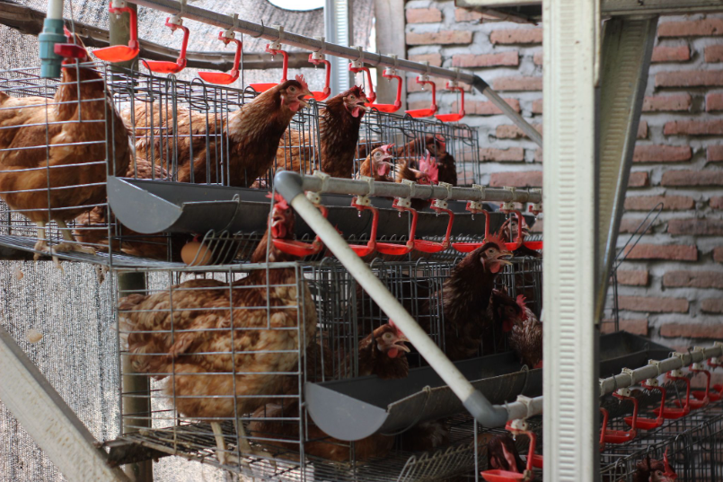 Menelusuri Potensi Unggulan Desa Sumberoto: Dari Gapoktan, Produsen Tempe, hingga Gayatri